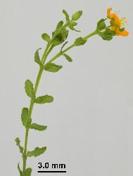 Hypericum pusillum flowering stem.
 © Landcare Research 2010 